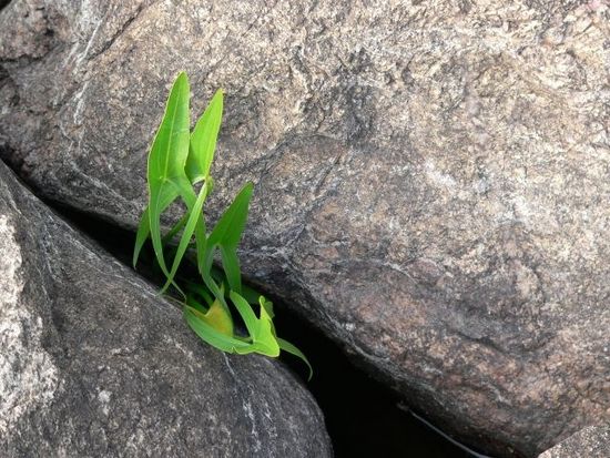 在巨头夹缝中求生:移动社交创业者的机会