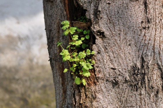 移动互联网弱势平台如何“夹缝”求生？