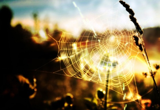 P2P网贷投资：小鲜花背后的大陷阱